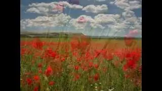 Красные маки -горькая память земли