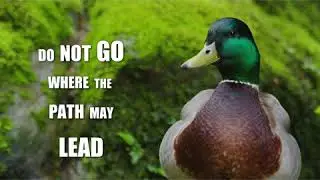 Quack Advice with Yogi Duck: Volume 5