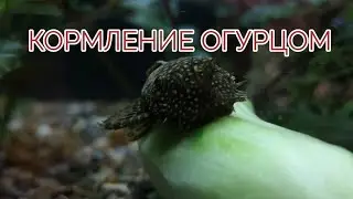 КОРМЛЕНИЕ СОМА АНЦИСТРУСА ОГУРЦОМ
