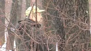 Загонная охота на кабана в охотхозяйстве Ракитное ч1