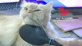 This Cat Loves Getting Brushed
