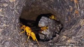 Yellow Paper Wasp nest!
