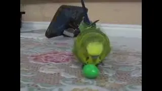 кеша любит M&M'S