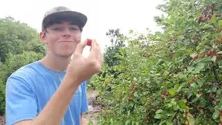 crab apple break