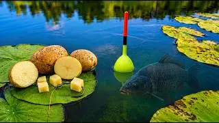 CARP Fishing with POTATOES! New Float Fishing Record! 🎣
