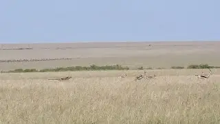 Camera man can't keep up with cheetah’s speed