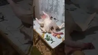 Забой индейки. Возраст -  ровно 4 месяца.