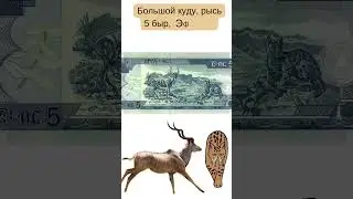 Животные на купюрах 🐘🐅🦏🐧#shorts