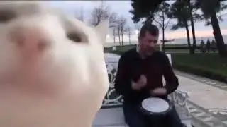 Cat Is Dancing On Drum Levan Polkka Meme 10 HOUR Loop