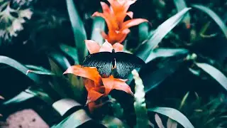 Thanksgiving point's Butterfly Biosphere