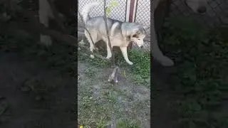 Кот нападает на собаку #Tik Tok #Shorts #Тик Ток #ПриколКоты #Catstiktok