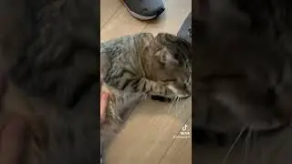 “You need to be more careful with your PET!” (feat. Moxxi)
