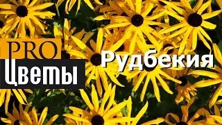 Рудбекия. Описание, выращивание, посадка и уход. Программа PRO Цветы (ПРО Цветы)