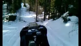 На собаке по лесу