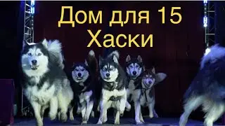 Дом для Хаски