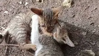 Playtime of cute kittens 🐱🐱🐈🐈