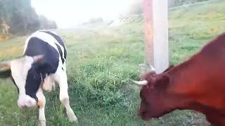 Айширская чистокровная тёлочка