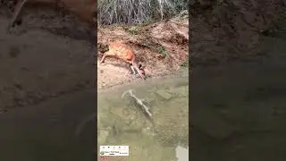 #shorts #trending ##trendingshorts #funnyvideo #thrilling #deer #trendingshorts #crocodile