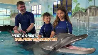 Dolphin Encounter | Meet & Greet | Shallow Indoor Pool