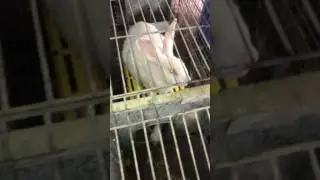 Кролики на ферме Файний Ґазда