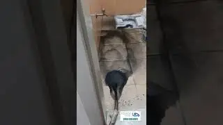 Petek Temizliği