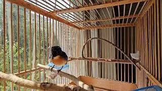 Тоғ мовий циорниси - Cyornis whitei