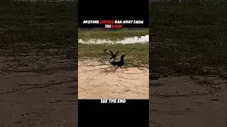 Other Chickens Run… But This Rooster Attacked the Eagle! 