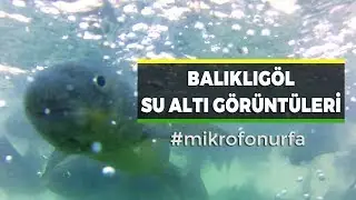 Balıklıgöl su altı çekimi - Şanlıurfa