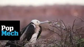 Frigatebird Study | PopMech