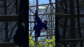 Gibbon 