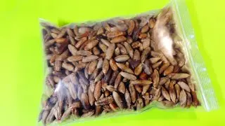 Финиковые косточки 🌴 живые, чистые, сухие!