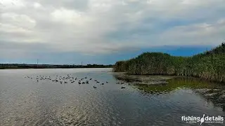 Утки на Федоре
