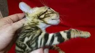 Мальчик 2 Джени+Оскар
