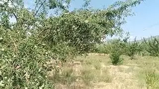 Бе мантаж тарзи видио кни мо себ шидай
