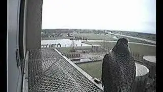 Peregrine Falcons in Zwolle Monday February 4, 2008