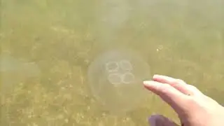 Медузы атакуют