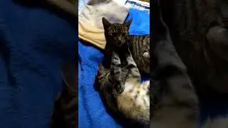Ванюшка пришёл помогать спать сестре Сарре.🐈🐈🏡
