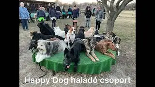 Happy Dog haladó csoport