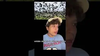 Algunos datos curiosos que quizás no sabías sobre los cuervos