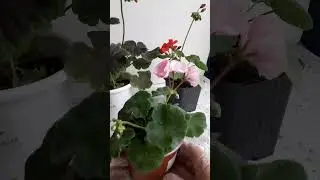 Если хорошо ухаживать и удобрять,то получим компактную и очень крсивую пеларгонию.