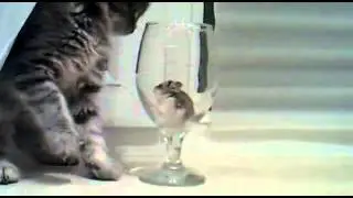 Котэ и безысходность ситуации