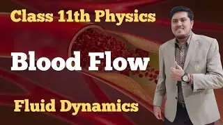 Blood Flow | Class 11 Physics | Fluid Dynamics