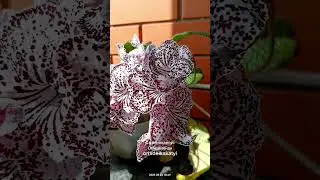 Стрептокарпус ОИ Мехенди