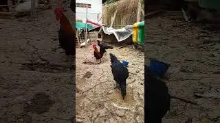 langsung tegap aja#shorts