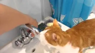 рыжий кот пьет водичку из крана