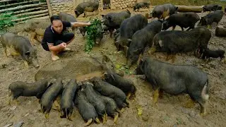 A herd of new wild boars was born. Duong's | Primitive Skills