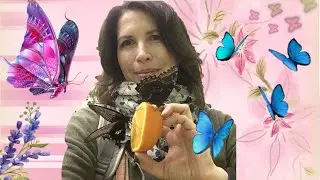 Горошек альбинос | Снова в полиции | Тропические бабочки