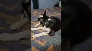 My husky puppy when she's in my bed #puppy #siberianhuskypuppy