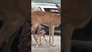 Baby deer fawn feeding 3