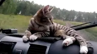 Кот на торпеде